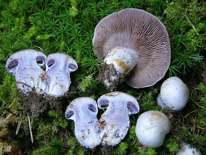 Cortinarius, 26 settembre.